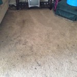Evanston-Dirty-Carpet
