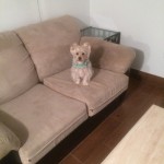 Evanston-Sofa-Pet-Stain-Cleaning