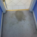 Evanston-Vomit-1-before-carpet